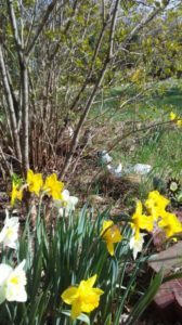 catgardenspring