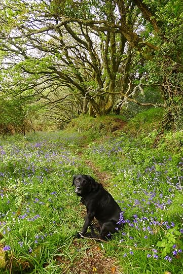 Tilly in the bluebells