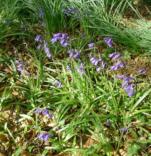Devon bluebells