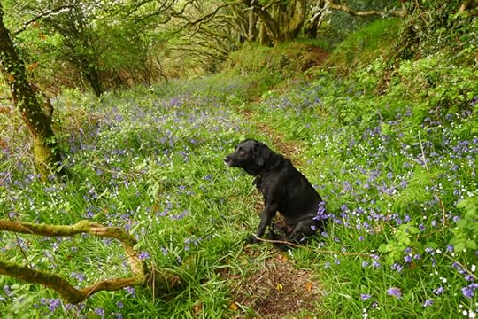 Tilly in the bluebells 2