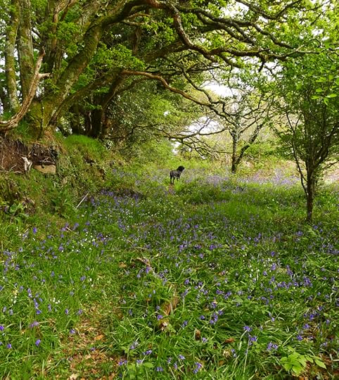 At the edge of the woods