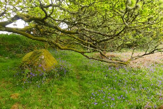 Rock, moss, and flowers