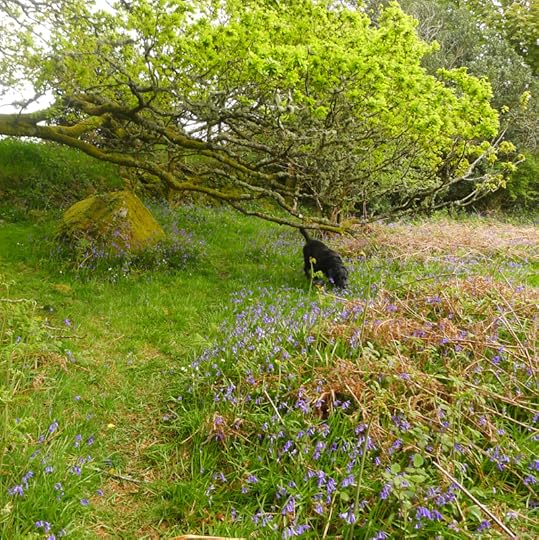 Prowling through the bluebells