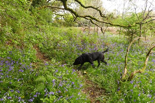 Stalking the bluebell fairies