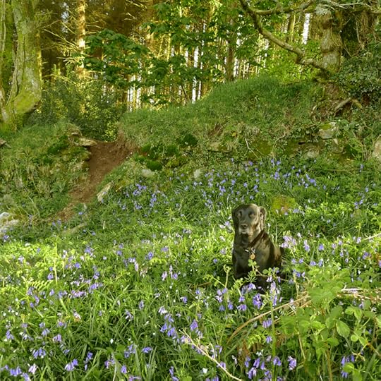 Dog in a bluebell patch