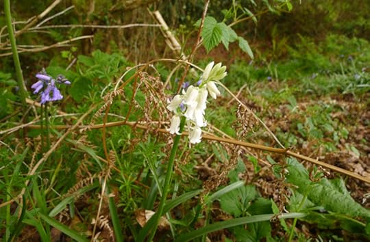 Whitebells