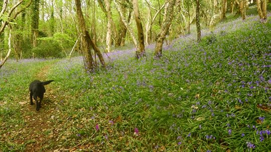 A shimmer of bluebells