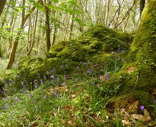 Moss, rock, and bluebells