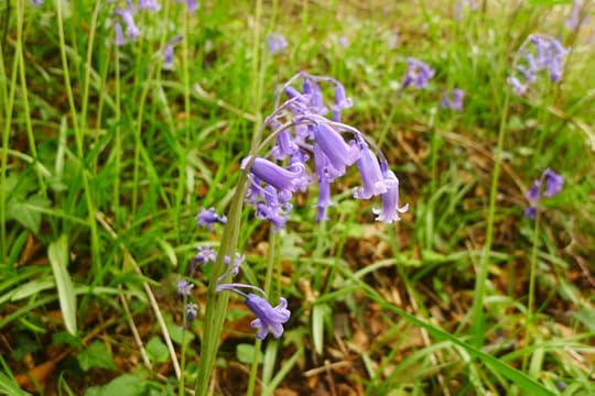 Devon bluebells