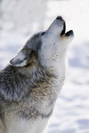 Image result for wolf