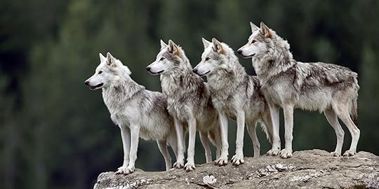 Image result for wolf