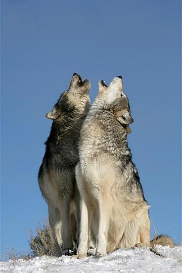 Image result for wolf