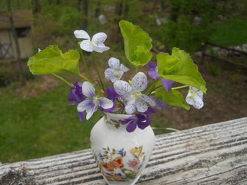 violets