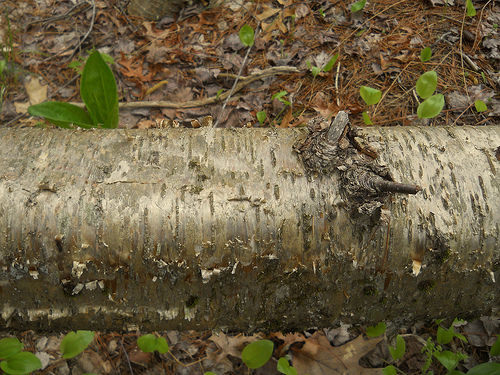 golden bark