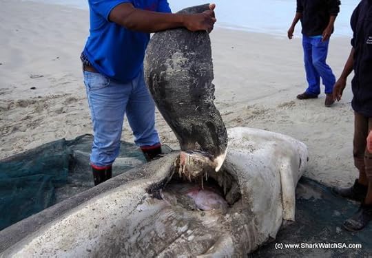 great-white-shark-bite