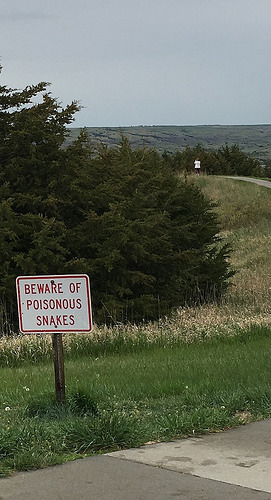 Poisonous Snakes! From The Art of Road Tripping, Part 3: Noticing Things