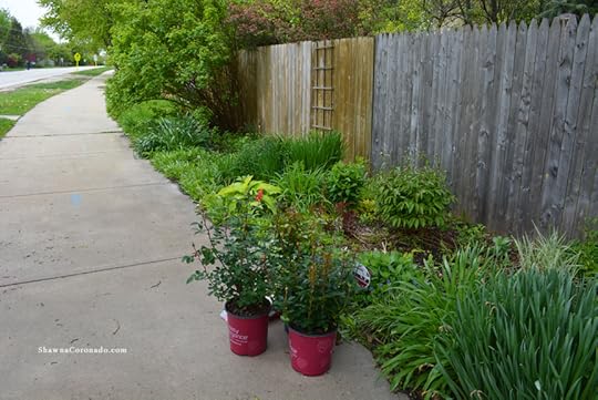 Easy Elegance Roses and My Garden