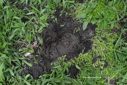 Easy Elegance Roses Planting Hole