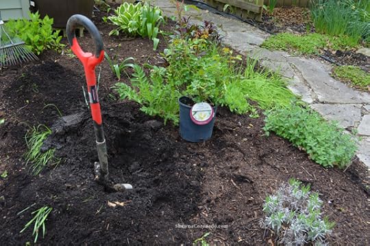 Easy Elegance Rose Dig Planting Hole