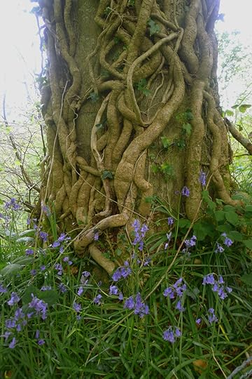 Bluebell tree