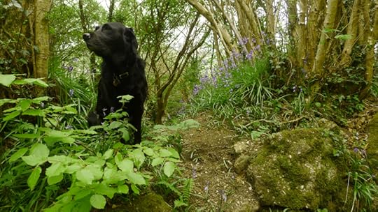 Hound and bluebells