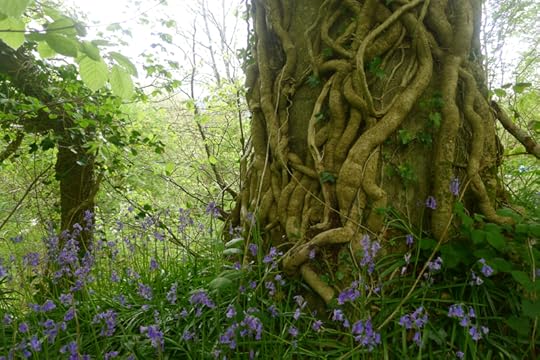 Bluebell tree