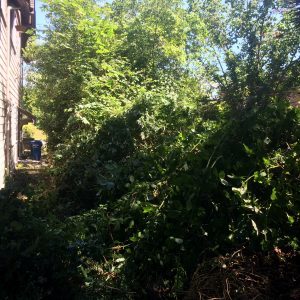 South side of house with blackberries.