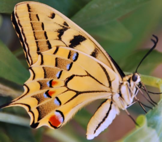 Papillon butterfly in French