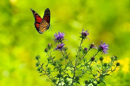 butterfly imaginal cells