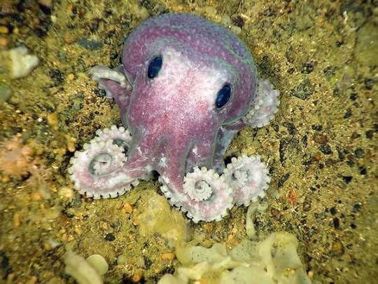 Image result for cute baby octopus