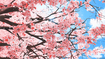 Image result for cherry blossom