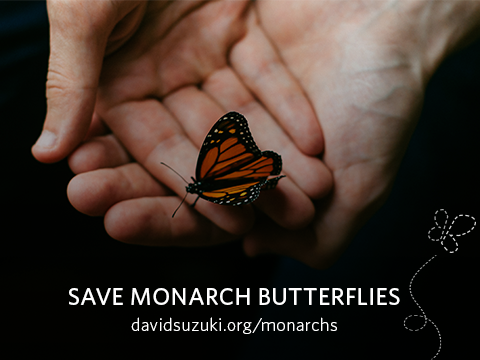 Photo: Thousands of Canadians call for action to protect monarch butterflies