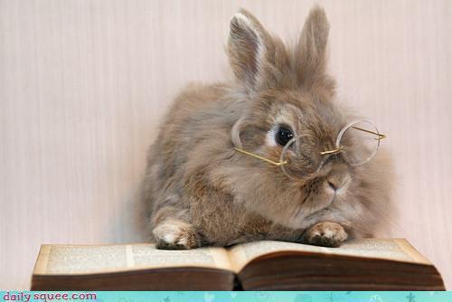 Image result for cute animals reading