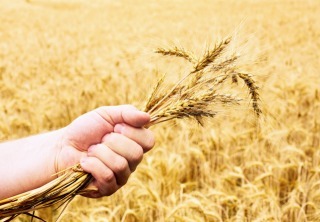 Inline_Reasons_to_Love_Wheat