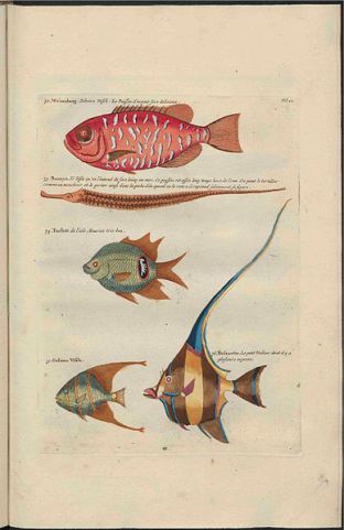 UB_Utrecht_-_Louis_Renard_-_1782_-_Natuurlyke_Historie_-_page_90