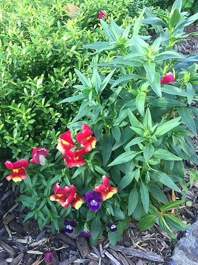 Airmail snapdragons