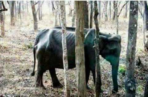 IMG-20170509-WA0003(1)