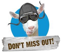 don't_miss_out_goat.png (239×207): 