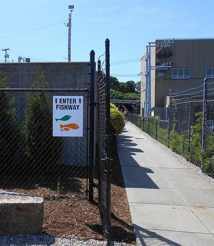 Enter Fishway