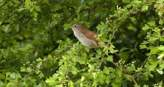 Nightingale photographed by John Bridges