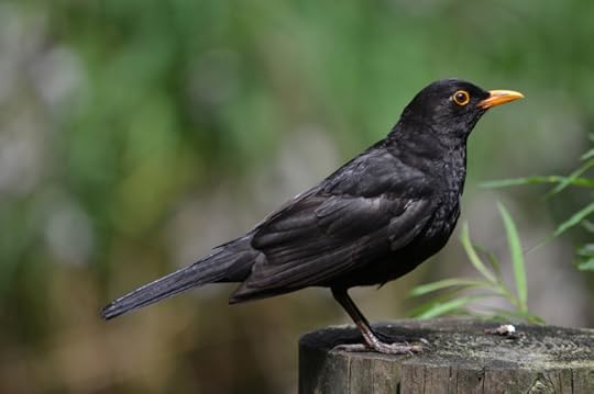 Blackbird