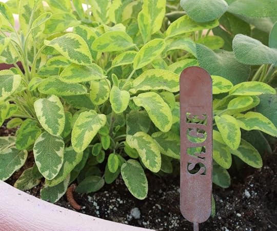 Sage plant in Carol Fenster's herb garden.