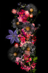 May Flowers on Black