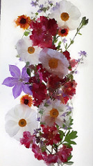 Flowers for Luis