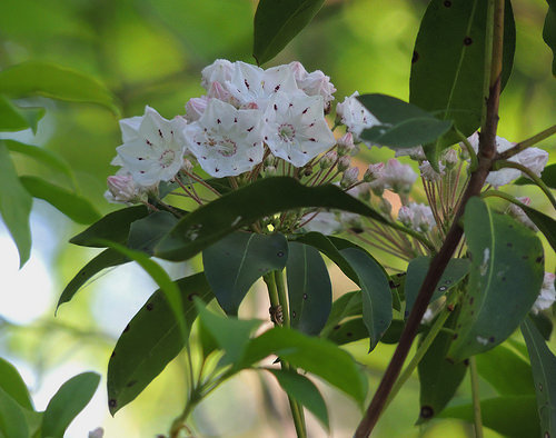 Kalmia latifolia - Mountain Laurel