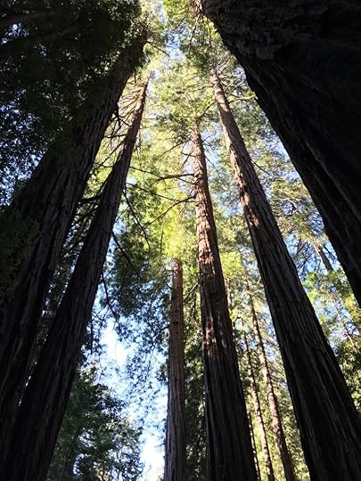 Muir Woods