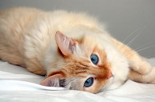 Image result for apprentice cat