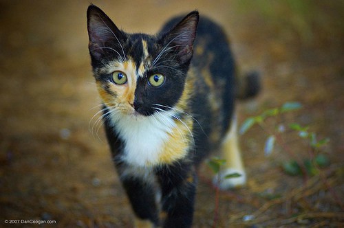 Image result for apprentice cat