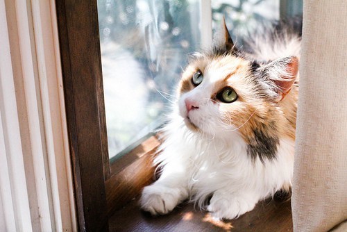 Image result for apprentice cat