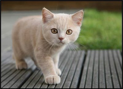 Image result for apprentice cat